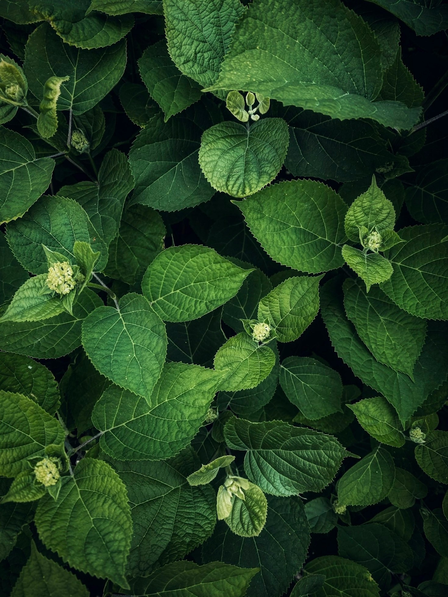 Finding Beauty In The Quiet Forest Shadows