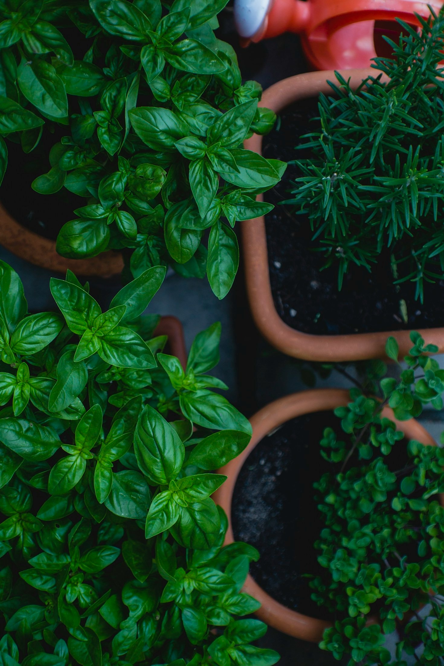 A Simple Guide To Foraging With Intention